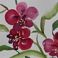 Three Orchids